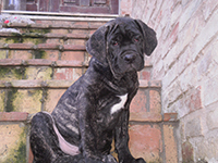 cucciolo cane corso gigante